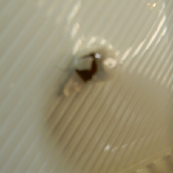 Vintage Disney The Great Mouse Detective Black Diamond Classic VHS Listing 2 - Picture 5 of 12